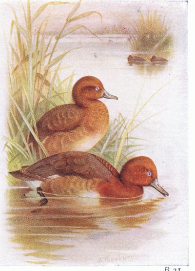 White Eyed Pochard by Archibald Thorburn
